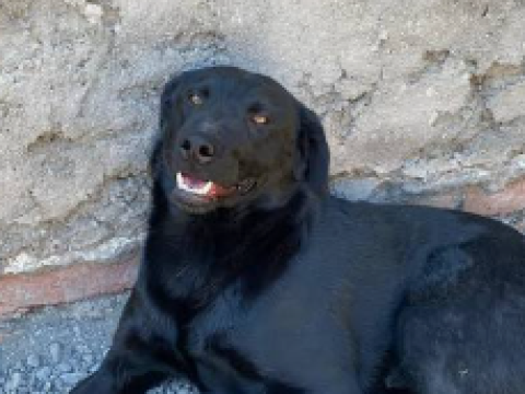 CHOCOLO, disponible para adopción