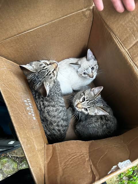 GATITOS BEBE