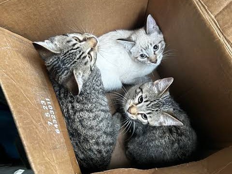 GATITOS BEBE, disponible para adopción